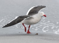 dolphin-gull-david-osborn